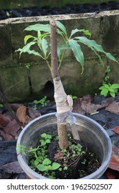 Mango Tree Planted Black Pot Stock Photo 1962502507 | Shutterstock