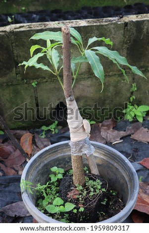 The mango tree is planted in a black pot.