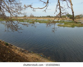 Mango Tree River In India Photo By Chari