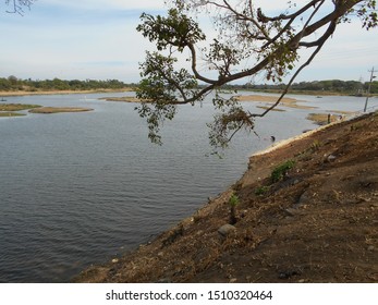 Mango Tree River In India Photo By Chari