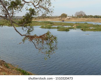 Mango Tree River In India Photo By Chari