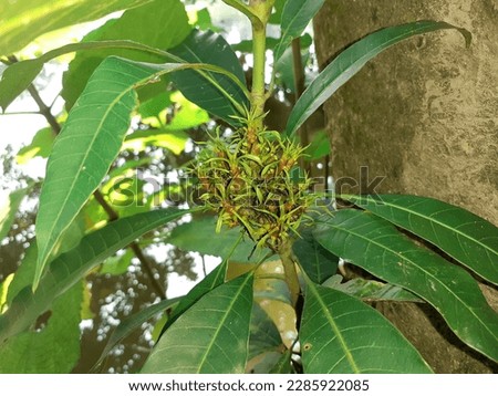 A mango tree stem with multiple buds at the same poin.  