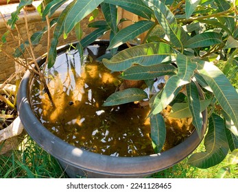 Mango tree submerged in water in a pot