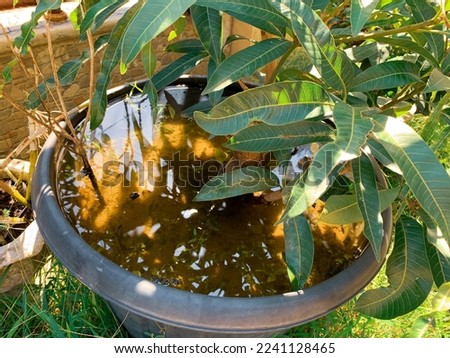 Mango tree submerged in water in a pot
