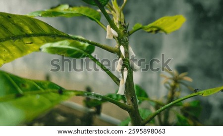 A mango tree trunk filled with white leafhopper nymphs in nature. The image captures the texture of the plant and the tiny insects in detail.