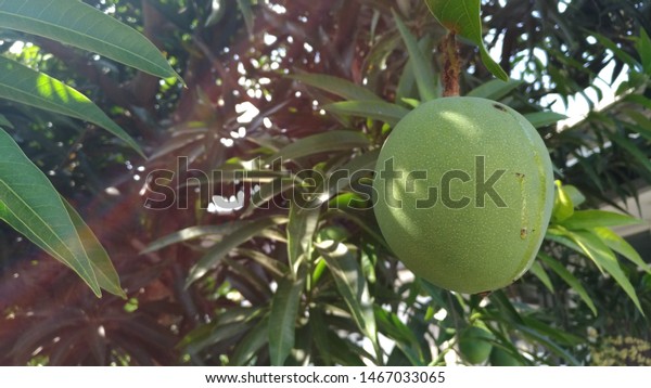 Mango Trees Bear Fruit This Dry Stock Photo Edit Now 1467033065