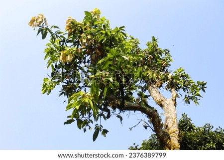 Mango trees are large in stature, can reach a height of up to 30 m or more, although most yard mangoes are only about 15 m or less Stok fotoğraf © 