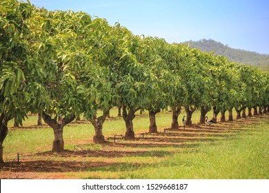 Mango Trees On Farm. Orchard, Fruit Trees