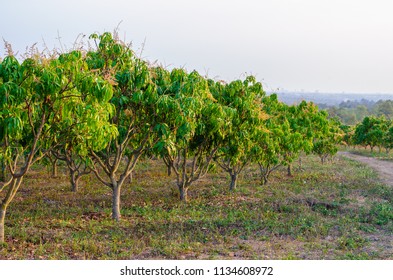 mango trees at mango orchard.