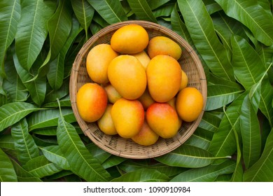 Mango tropical fruit in wooden basket put on green leaf background, top view