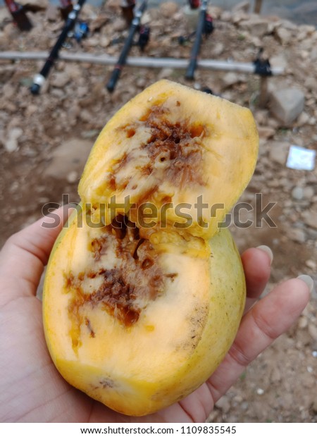 download mango worm infestation