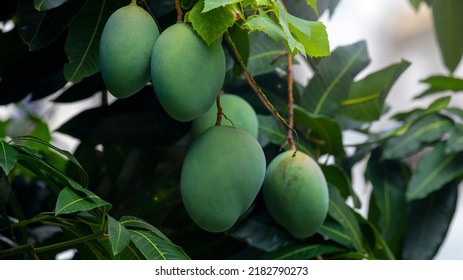 Mangoes About To Ripen On A Mango Tree In The Sun