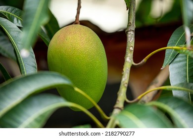 Mangoes About To Ripen On A Mango Tree In The Sun