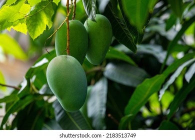 Mangoes About To Ripen On A Mango Tree In The Sun