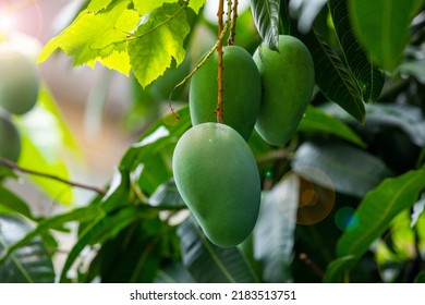 Mangoes About To Ripen On A Mango Tree In The Sun