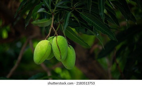 Mangoes About To Ripen On A Mango Tree In The Sun