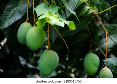 Mangoes About To Ripen On A Mango Tree In The Sun