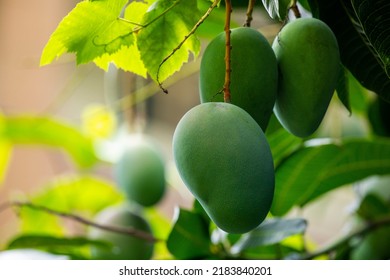 Mangoes About To Ripen On A Mango Tree In The Sun