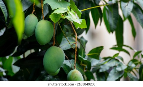 Mangoes About To Ripen On A Mango Tree In The Sun