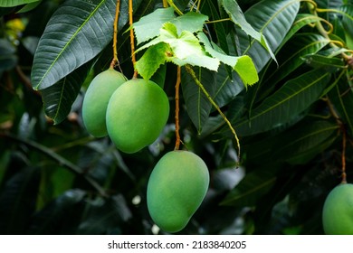 Mangoes About To Ripen On A Mango Tree In The Sun