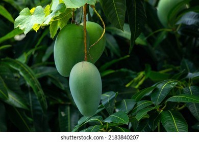 Mangoes About To Ripen On A Mango Tree In The Sun