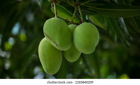 Mangoes About To Ripen On A Mango Tree In The Sun