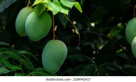 Mangoes About To Ripen On A Mango Tree In The Sun