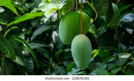 Mangoes About To Ripen On A Mango Tree In The Sun