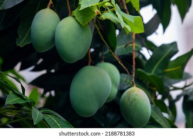 Mangoes About To Ripen On A Mango Tree In The Sun