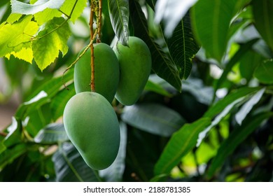 Mangoes About To Ripen On A Mango Tree In The Sun