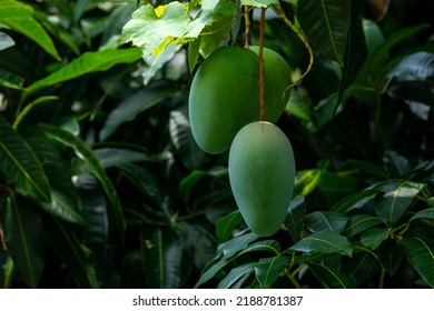 Mangoes About To Ripen On A Mango Tree In The Sun