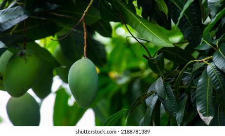 Mangoes About To Ripen On A Mango Tree In The Sun