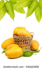 Mangoes in basket with leaves isolated white background