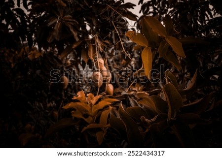 Similar – Image, Stock Photo Close-up of red berries and leaves of schinus molle in nature