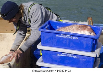 MANGONUI, NZ - JULY 25 2013:Fisherman Puts Snapper In A Box.NZ Exclusive Economic Zone Covers 4.1 Million Km2,It's The 6th Largest Zone In The World And 14 Times The Size Of NZ.