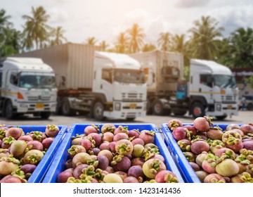 Mangosteen  Fruit And Food Distribution, Tropical Fruit Of Thailand .Truck Loaded With Containers Ready To Be Shipped To The Market.