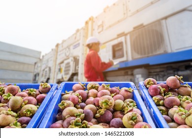Mangosteen Fruit And Food Distribution, Tropical Fruit Of Thailand .Truck Loaded With Containers Reefer Control By Ventilator Mode To Be Shipped To The Market.