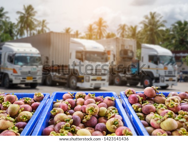 Mangosteen  Fruit and food distribution, tropical\
fruit of Thailand .Truck loaded with containers ready to be shipped\
to the market.
