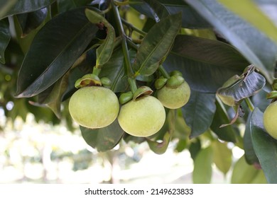 Mangosteen fruit (Garcinia mangostana) on tree in Thailand garden.