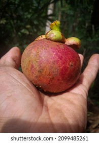 Mangosteen (Garcinia mangostana L.) is a kind of evergreen tree from the tropics which is believed to have originated from the Malay Peninsula and spread to the Indonesian Archipelago.