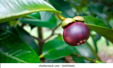 Mangosteen Tree Images Stock Photos Vectors Shutterstock