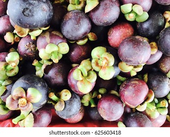 Mangosteen Purple Mangosteen Tropical Evergreen Tree Stock Photo ...