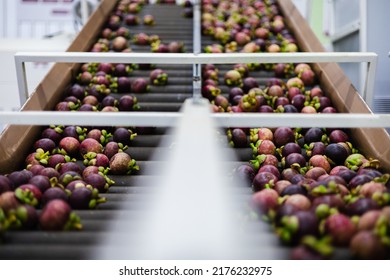 Mangosteen in the sliding track for export selection , mangosteen is a popular fruit in Asia.