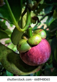 The mangosteen tree is in the garden:Thailand.The mangosteen fruit is the queen of fruit . The mangosteen is fresh and sweet and delicious fruit. The mangosteen is purple color and green.