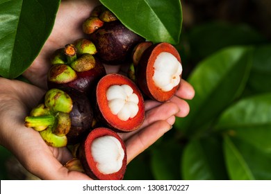 Mangosteens whole and cut in hands on mangosteen tree leaves background