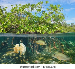 Mangrove above and below water surface, half and half, with fish and a jellyfish underwater, Caribbean sea - Shutterstock ID 434380678