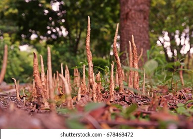 Mangrove Apple Pneumatophores;the Aerial Root Of Plant In Waterlogged Habitat