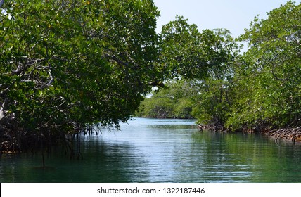 Mangrove In Belize