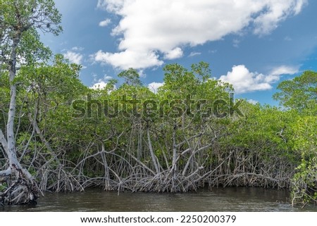 The mangrove biome, often called the mangrove forest or mangal, is a distinct saline woodland or shrubland habitat characterized by depositional coastal environments. Everglades National Park, Florida