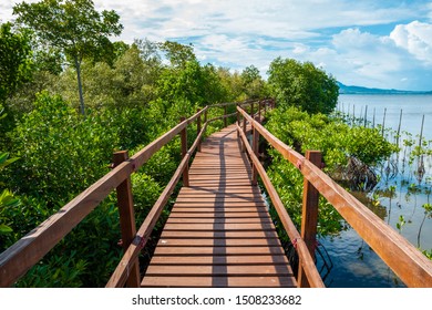 Mangrove Boardwalk In Tacloban, Leyte, Philippines